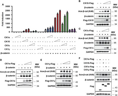 The CK1δ/ϵ-Tip60 Axis Enhances Wnt/β-Catenin Signaling via Regulating β-Catenin Acetylation in Colon Cancer